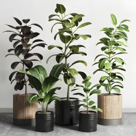 Ficus rubbery plant